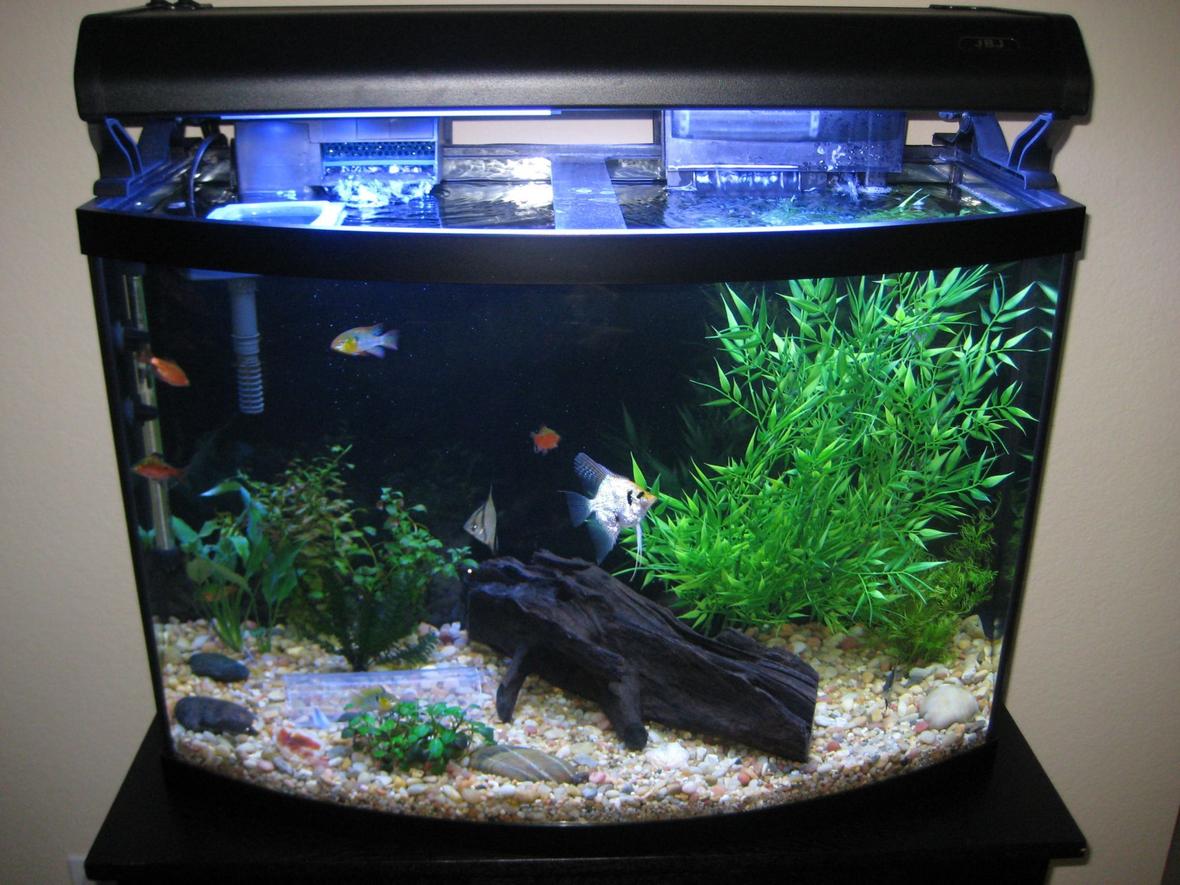 36 gallons freshwater fish tank (mostly fish and non-living decorations) - My lightly planted 36g bow.