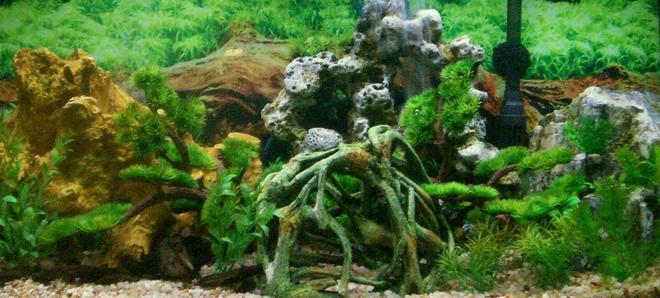 46 gallons planted tank (mostly live plants and fish) - 46 Gallon Bow Front Freshwater Puffer Tank