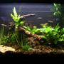 20 gallons planted tank (mostly live plants and fish) - picture of my tank
