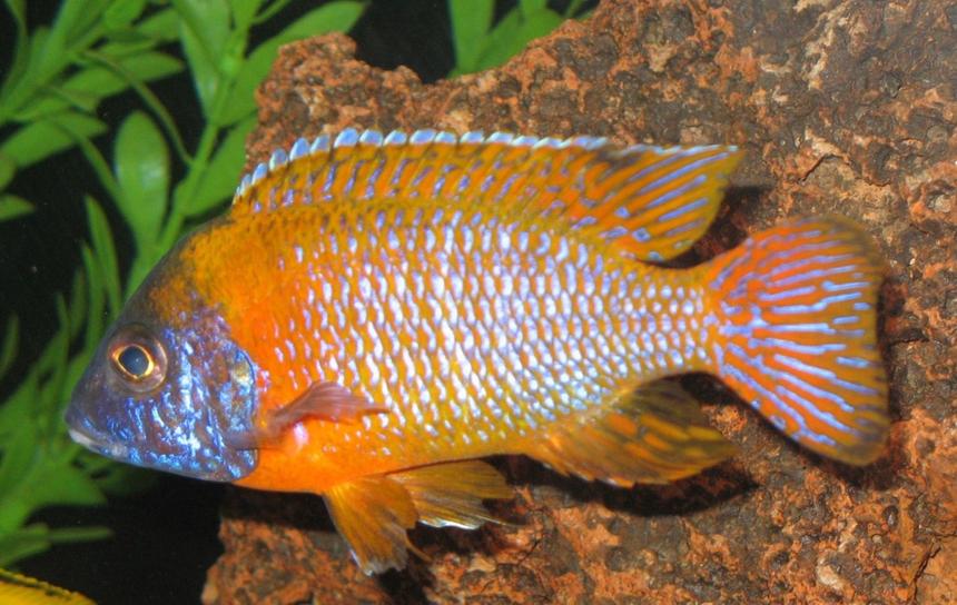 Rated #93: Freshwater Fish - Aulonocara Rubescens - Ruby Red Peacock Stocking In 75 Gallons Tank - Aulonocara Rubescens Ruby Red Peacock