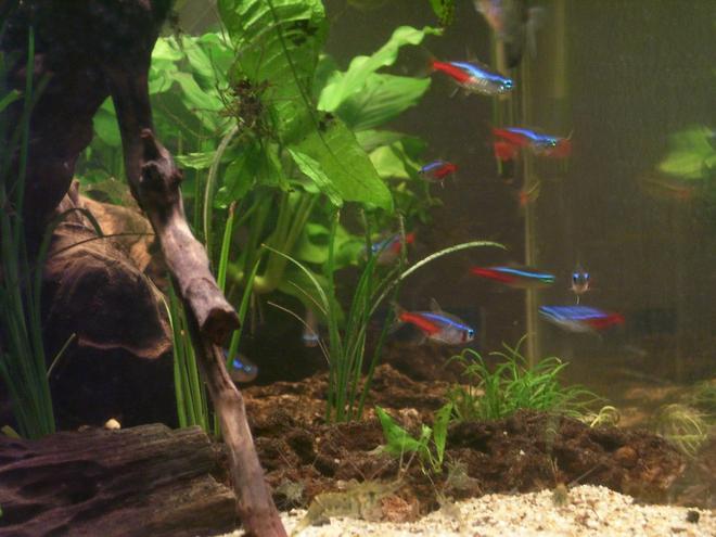 20 gallons freshwater fish tank (mostly fish and non-living decorations) - a side shot of my aquarium aquascape.