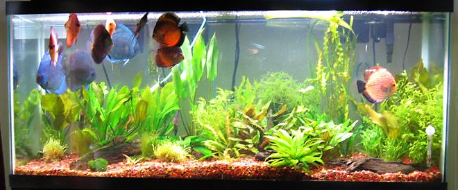 55 gallons planted tank (mostly live plants and fish) - picture taken 05.30.08