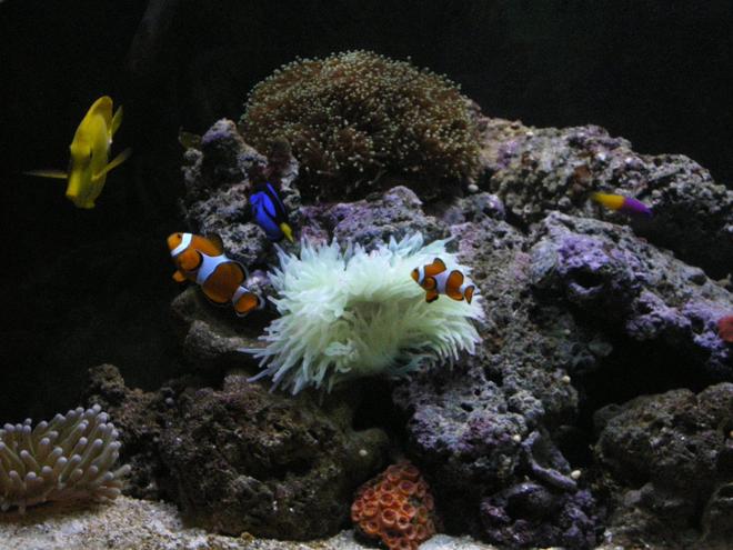 saltwater fish - amphiprion ocellaris - ocellaris clownfish stocking in 90 gallons tank - Anemone and fish