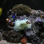 saltwater fish - amphiprion ocellaris - ocellaris clownfish stocking in 90 gallons tank - Anemone and fish