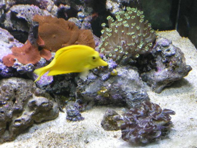 saltwater fish - zebrasoma flavescens - yellow tang - hawaii stocking in 90 gallons tank - Yellow Tang