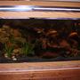 75 gallons freshwater fish tank (mostly fish and non-living decorations) - african cichlid