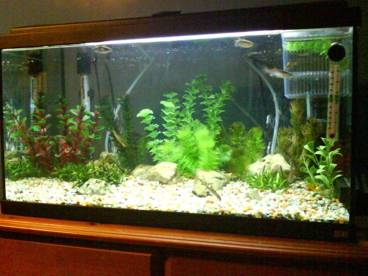 13 gallons freshwater fish tank (mostly fish and non-living decorations) - The Tank Next to my bed.