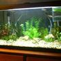 13 gallons freshwater fish tank (mostly fish and non-living decorations) - The Tank Next to my bed.