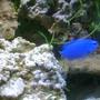 saltwater fish - chrysiptera cyanea - blue damselfish stocking in 55 gallons tank - Blue Damsel