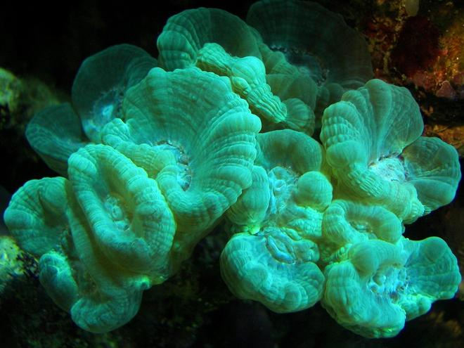 corals inverts - caulastrea furcata - candy cane coral stocking in 125 gallons tank - The same colony of Torch coral June 2008