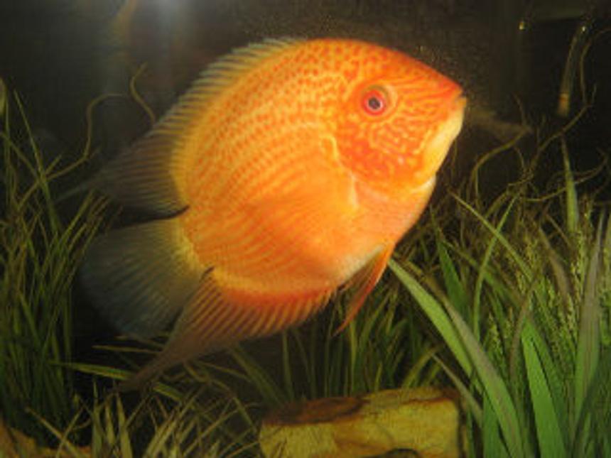 Rated #89: Freshwater Fish - Heros Serverus - Gold Severum Stocking In 30 Gallons Tank - My gold serevum is awesome!! His name is orange fish, he is about 5" and still growing. He even likes to be pet. I love this guy.