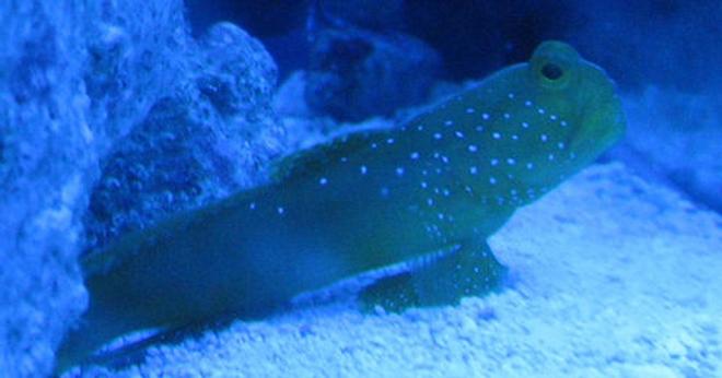 saltwater fish - cryptocentrus cinctus - yellow watchman goby stocking in 55 gallons tank - watchman keeping a lookout