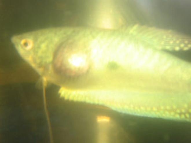 freshwater fish - trichogaster trichopterus - blue gourami stocking in 30 gallons tank - my sick blue guarami...update..is with my fish lady getting better!