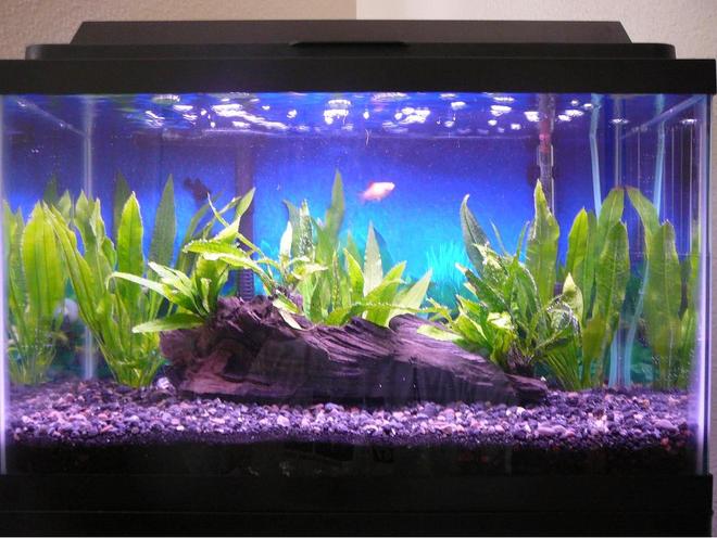 10 gallons planted tank (mostly live plants and fish) - 25 June 2008 (1 Balloon Molly, 1 Twin-bar Platy, Java Fern, Amazon Sword)