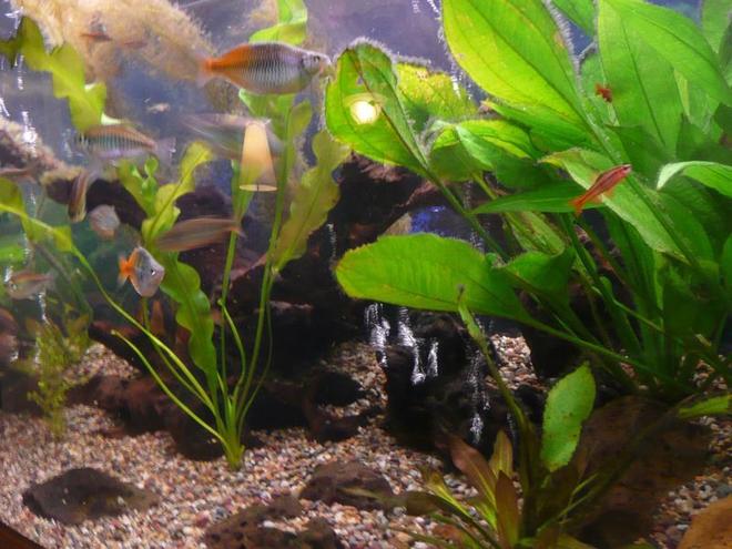 freshwater fish - melanotaenia boesemani - boesemani rainbow stocking in 75 gallons tank - side view