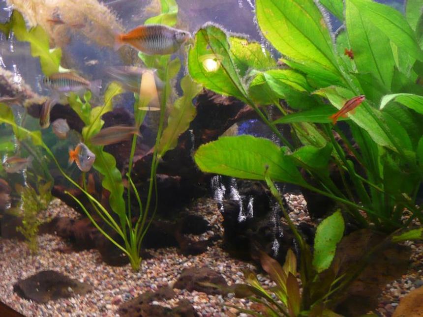 Rated #2200: Freshwater Fish - Melanotaenia Boesemani - Boesemani Rainbow Stocking In 75 Gallons Tank - side view