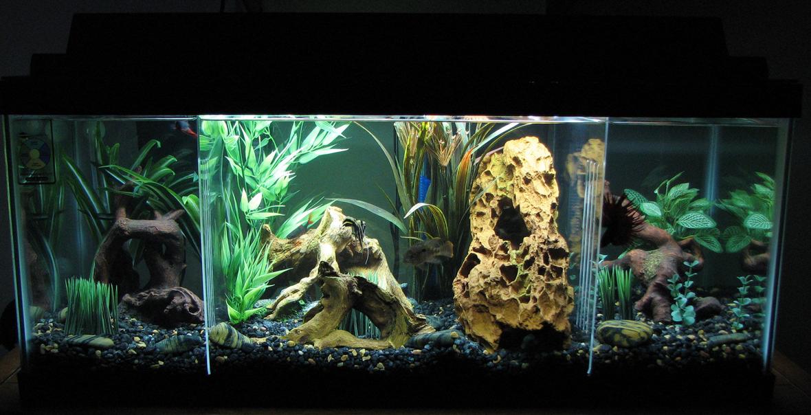20 gallons planted tank (mostly live plants and fish) - 20-Gal. Long Semi-Aggressive Freshwater Tank