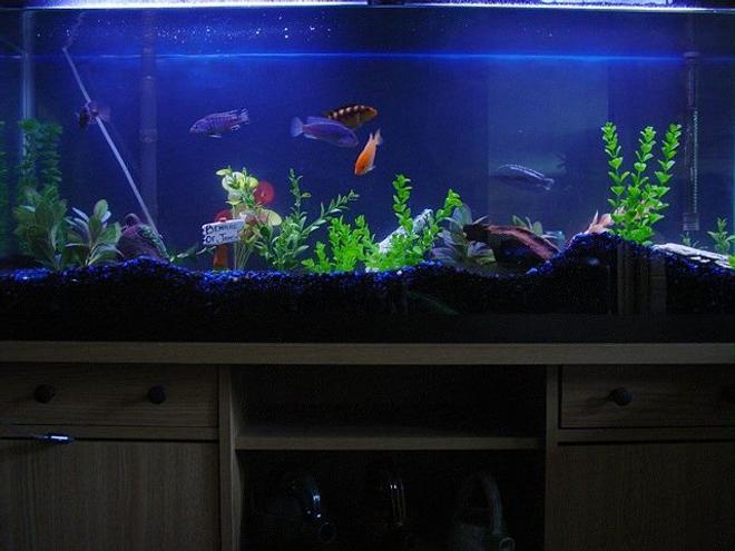 55 gallons freshwater fish tank (mostly fish and non-living decorations) - This is an updated picture of my malawi tank