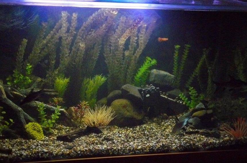 Rated #2307: 110 Gallons Freshwater Fish Tank - my fish tank.  4 x 2 x 2 feet.  110 Gallons.  3 bala shark, 3 platys, 6 rasboras, 2 catfish one clown one bristlenose, river rock and plastic plants/decorations.  Castle is some clay-like material, painted.  Fake root system is the same.