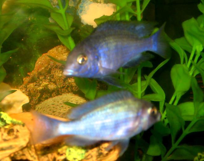 freshwater fish - cyrtocara moorii - blue dolphin cichlid stocking in 50 gallons tank - Juvenile Blue Dolphin Moori: Love these guys!