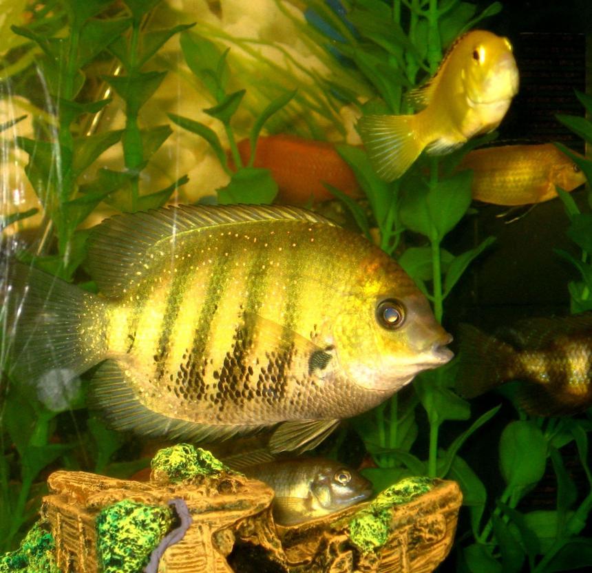 Rated #1073: Freshwater Fish - Heros Serverus - Gold Severum Stocking In 50 Gallons Tank - I m a lil confused..is this a severum or some cichlid or cross?Beautiful specimen nevertheless.