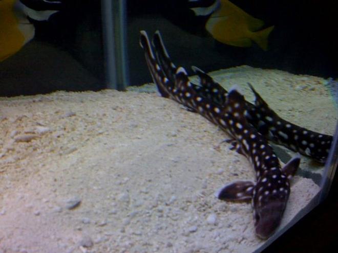 saltwater fish - chiloscyllium plagiosum - marbled bamboo cat shark stocking in 125 gallons tank - Marbled Cat Shark