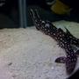 saltwater fish - chiloscyllium plagiosum - marbled bamboo cat shark stocking in 125 gallons tank - Marbled Cat Shark