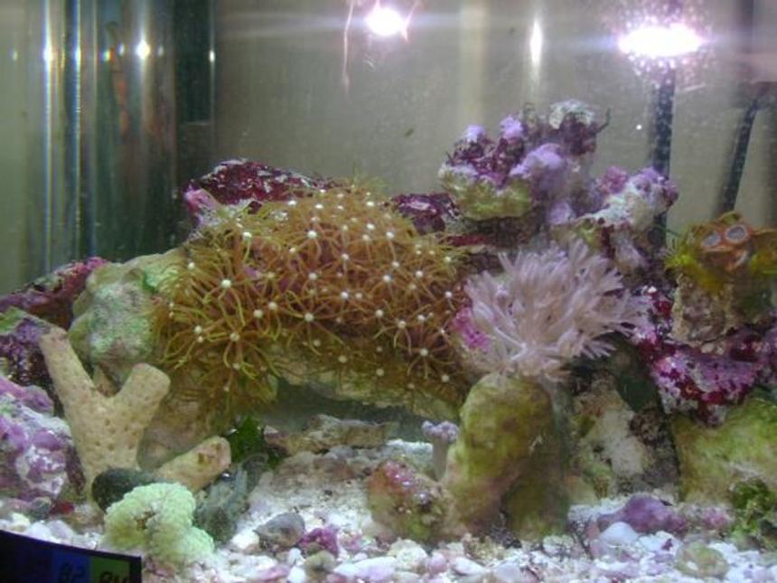 Rated #200: 1 Gallon Reef Tank - 1.5 reef