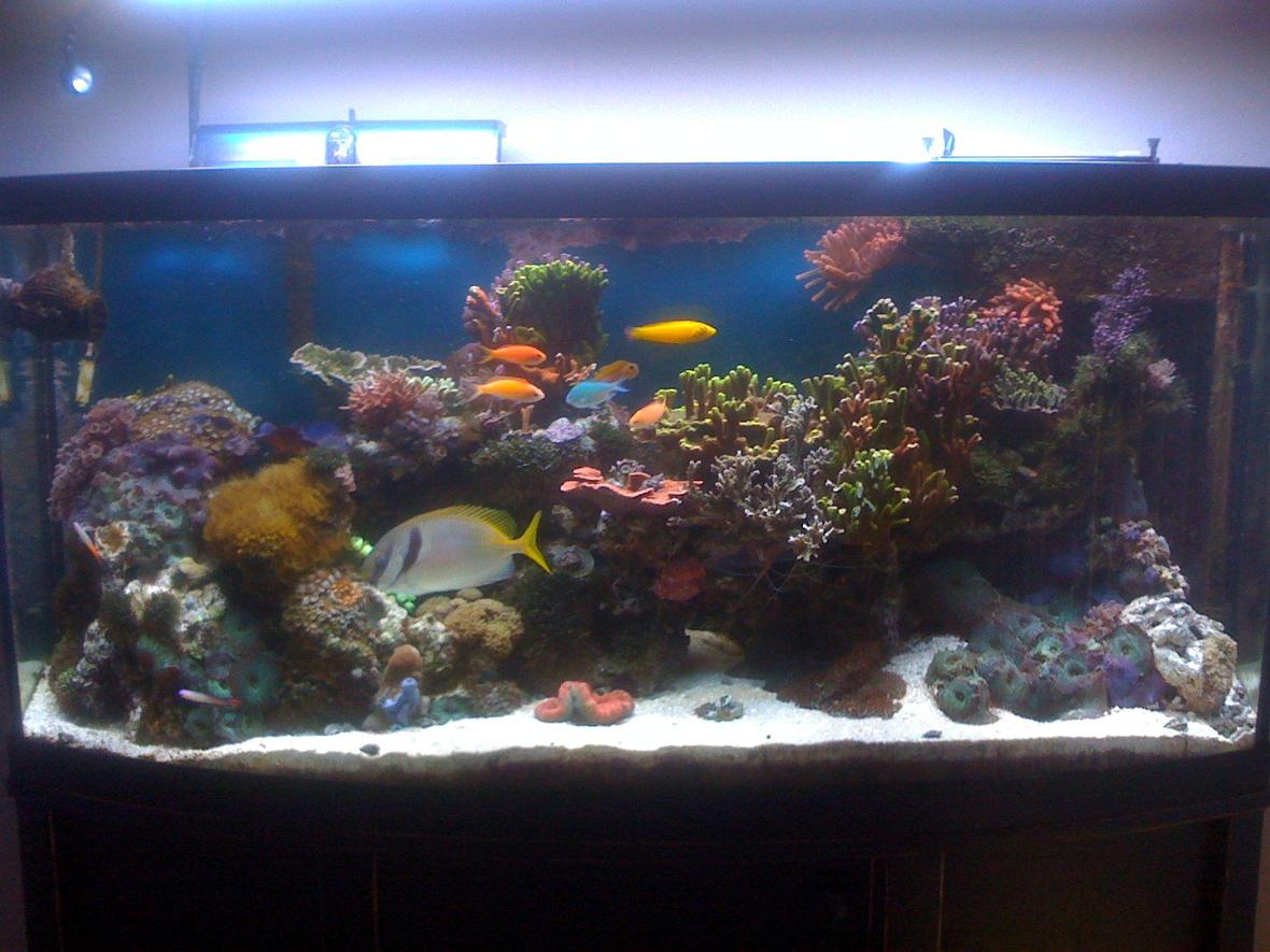 72 gallons reef tank (mostly live coral and fish) - 72 Gallon Bowfront -- established 4 years ago