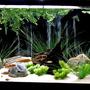 135 gallons freshwater fish tank (mostly fish and non-living decorations) - 135 gal oceanic