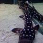 saltwater fish - chiloscyllium plagiosum - marbled bamboo cat shark stocking in 125 gallons tank - 15 inch marbled cat shark