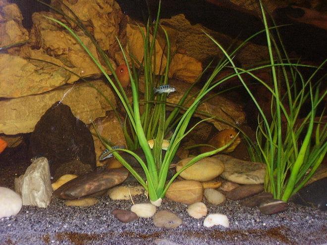 freshwater fish stocking in 75 gallons tank - my african cichlid tank 6