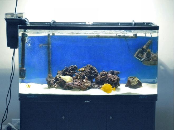 60 gallons saltwater fish tank (mostly fish, little/no live coral) - My tank 2