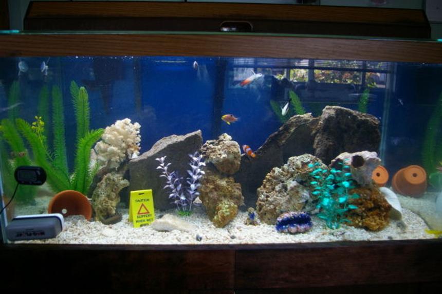 Rated #57: 40 Gallons Saltwater Fish Tank - full tank pic now look how bright it is.