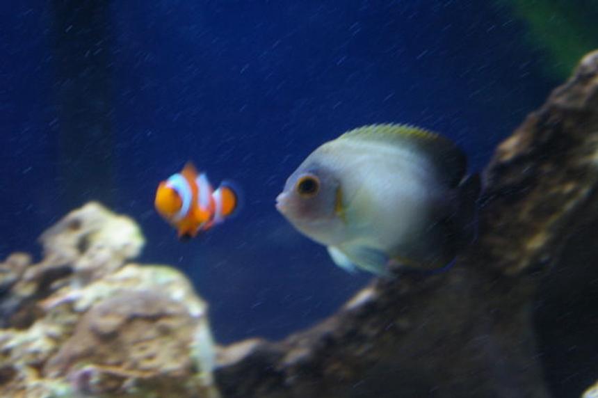 Rated #2303: Freshwater Fish - Pterophyllum Sp. - White Blushing Angel Stocking In 40 Gallons Tank - best friends. my clown and angel