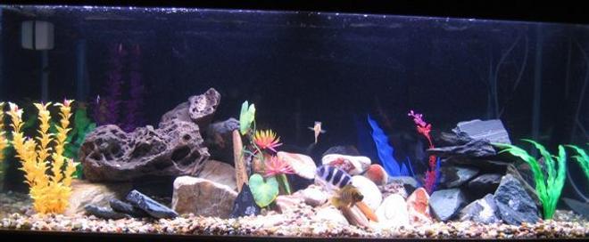 75 gallons freshwater fish tank (mostly fish and non-living decorations) - My 75g Tanganyikan Tank