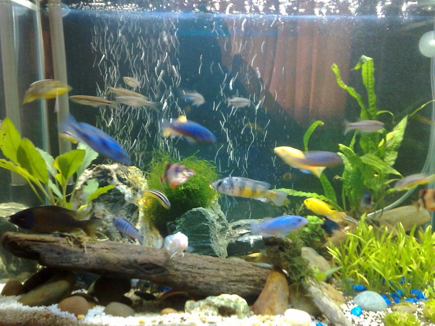 Rated #2279: 20 Gallons Freshwater Fish Tank - 3 weeks tank