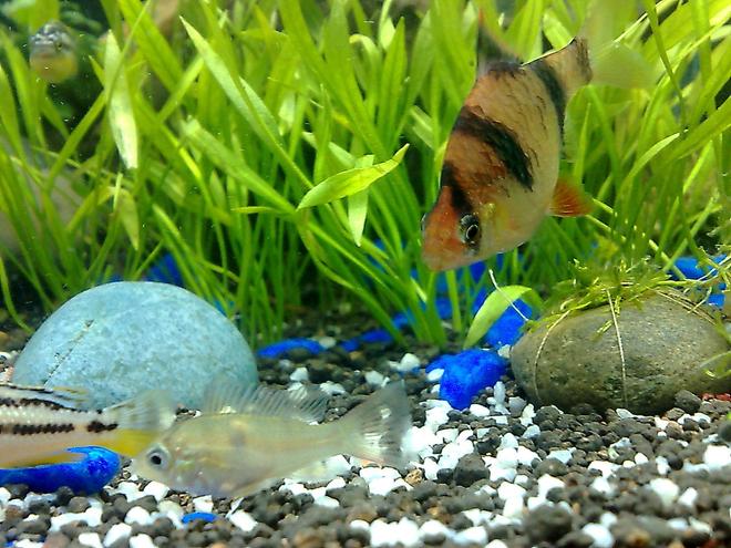freshwater fish - puntius tetrazona - tiger barb stocking in 20 gallons tank - tiger barb and the smallest cichlid of the tank