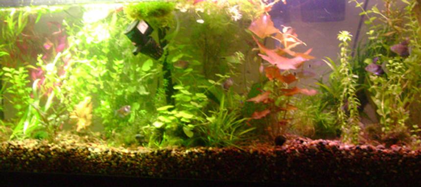 Rated #129: 55 Gallons Planted Tank - This tank is in the process of getting a re scape.