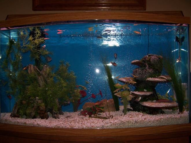 46 gallons freshwater fish tank (mostly fish and non-living decorations) - New to the aquarium life!!!!!