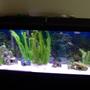 fish tank picture - 55 Gal Taken on 7/1/2008