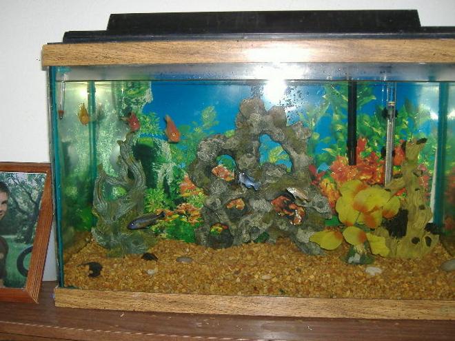 30 gallons freshwater fish tank (mostly fish and non-living decorations) - new project