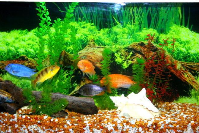 55 gallons freshwater fish tank (mostly fish and non-living decorations) - 55 gal Tank was a gift from a friend.  The lighting is custom made with the help of home depot.  Two 4ft 5050 bulbs.  30lbs of gravell so everyone can dig big holes.  Driftwood is from Canaveral Nation Seashore, I boiled it and cleaned it.