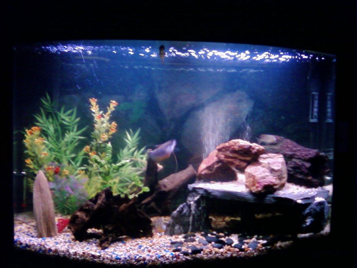 46 gallons freshwater fish tank (mostly fish and non-living decorations) - 46 inch bow front