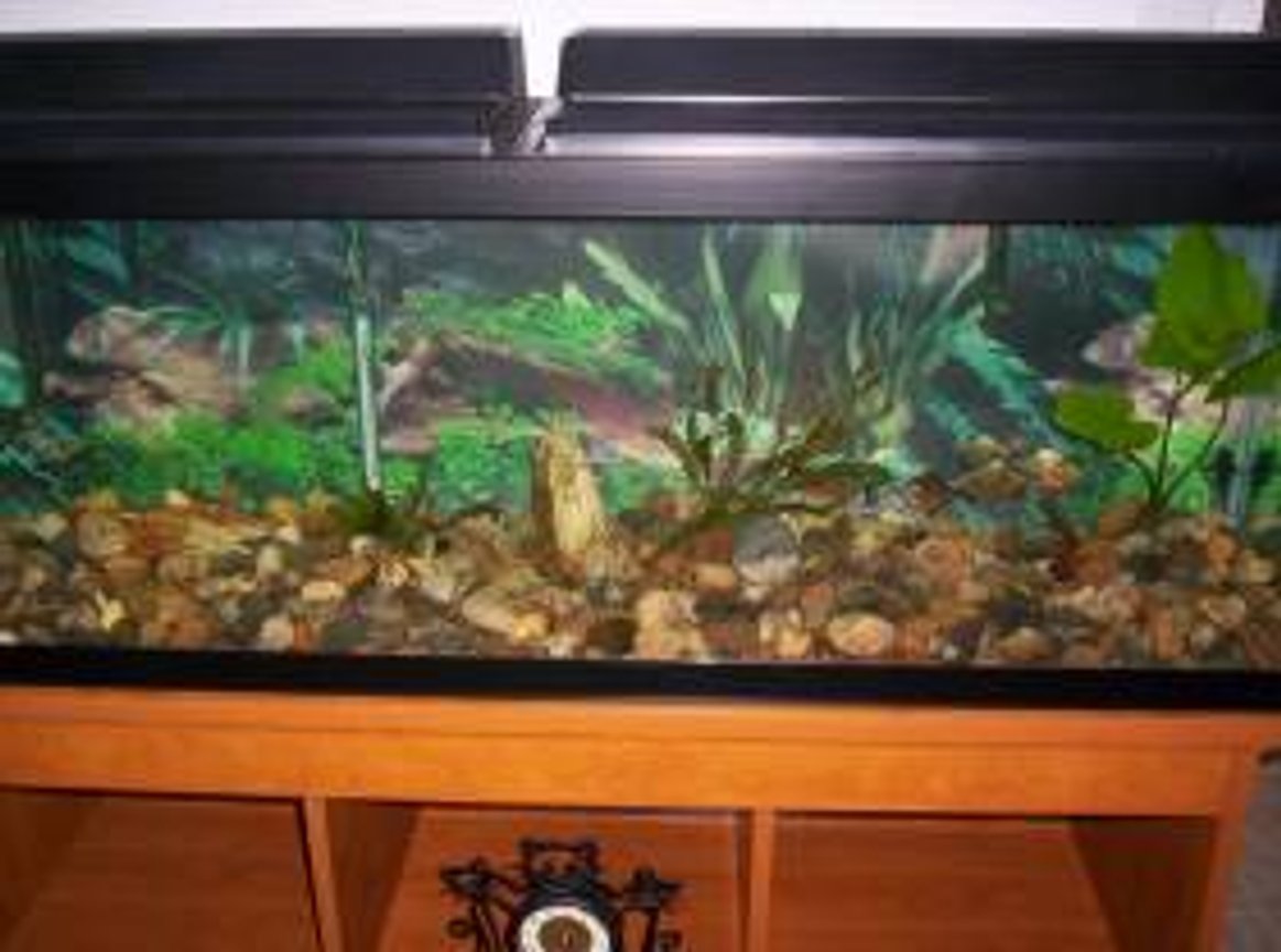 50 gallons freshwater fish tank (mostly fish and non-living decorations) - this is my tank