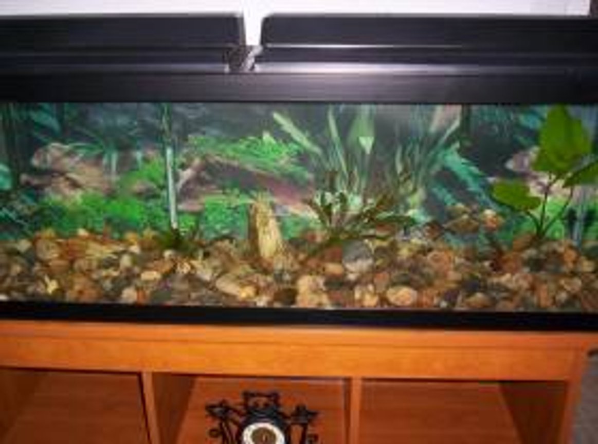 50 gallons freshwater fish tank (mostly fish and non-living decorations) - this is my tank