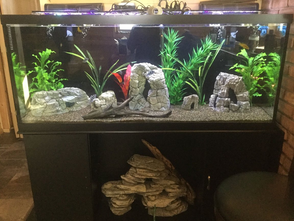 125 gallons freshwater fish tank (mostly fish and non-living decorations) - Frontosa, mix of cichlids, royal pleco, non living plants. decor rocks, and drift wood, brown gravel, Marine filters