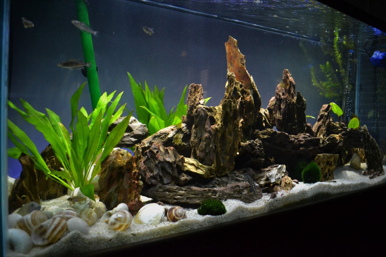 100 gallons freshwater fish tank (mostly fish and non-living decorations) - Lake Tanganyika