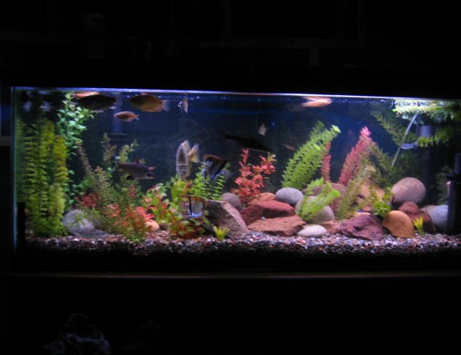 55 gallons freshwater fish tank (mostly fish and non-living decorations) - its a 55 galoon freshwater. barbs, tetras, zebras,scat,bala shark, red-finned shark, plecos, rope fish, eel, cradad, crab, snails, cat fih, angels, groumies,betta, clown loach, monos...etc fake plants