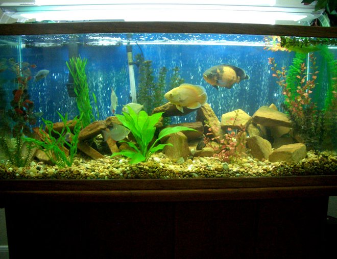 75 gallons freshwater fish tank (mostly fish and non-living decorations) - 75g - 2 oscars, 1 green terror, 3 silver dollars, 3 turqouis severums, 1 gold severum, 1 blue gourami